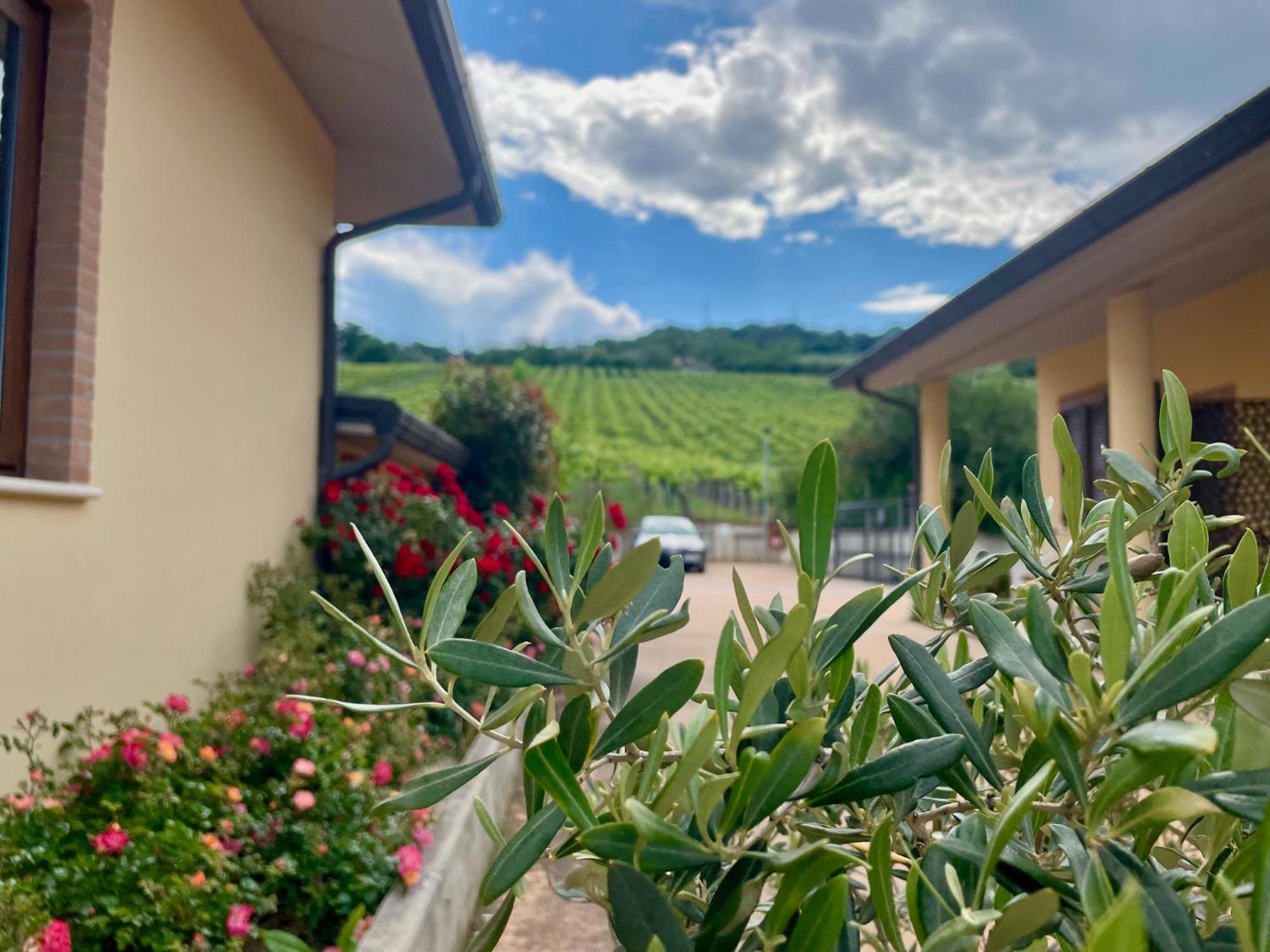 Vigneto - Italian Restaurant & B&B Villa Rosa Di Martinsicuro Εξωτερικό φωτογραφία